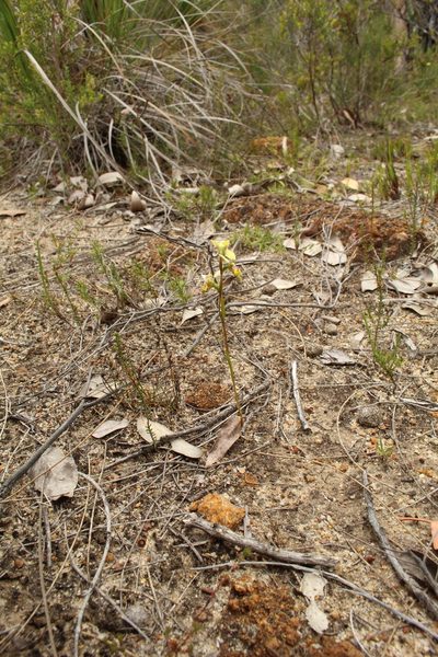 Diuris setacea, photographed by Em Lamond