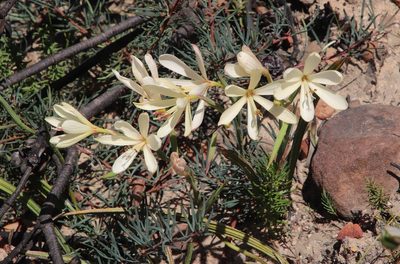 Geissorhiza confusa, photographed by Tony Rebelo