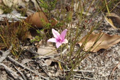 Caladenia emarginata, photographed by Em Lamond