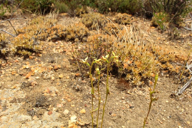 Diuris setacea, photographed by Em Lamond