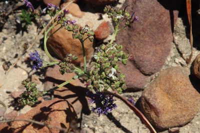 Codonorhiza corymbosa, photographed by Tony Rebelo