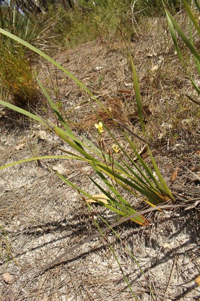 Diuris setacea, photographed by Em Lamond