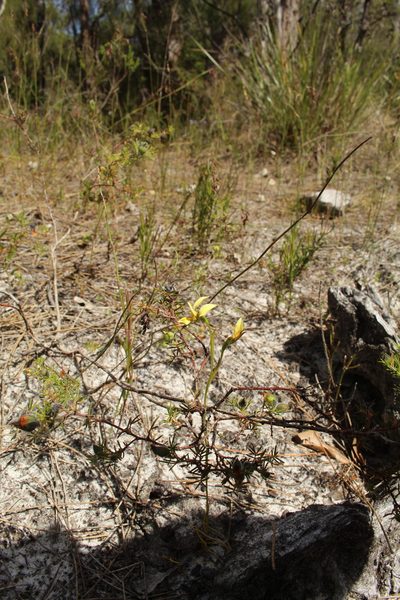Diuris setacea, photographed by Em Lamond