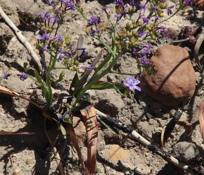 Codonorhiza corymbosa, photographed by Tony Rebelo
