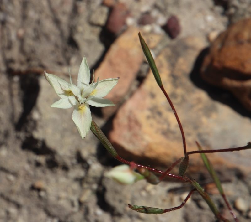 Moraea viscaria, photographed by Tony Rebelo