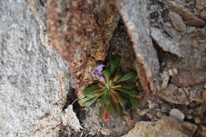Stylidium articulatum, photographed by Em Lamond