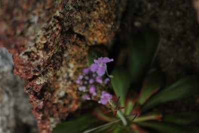 Stylidium articulatum, photographed by Em Lamond