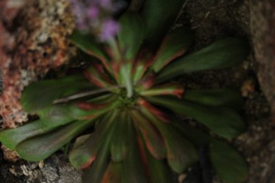 Stylidium articulatum, photographed by Em Lamond
