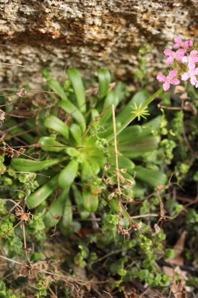 Stylidium articulatum, photographed by Em Lamond