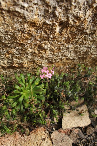 Stylidium articulatum, photographed by Em Lamond
