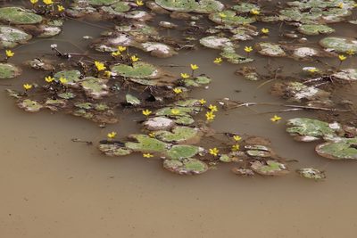 Nymphoides thunbergiana, photographed by Tony Rebelo