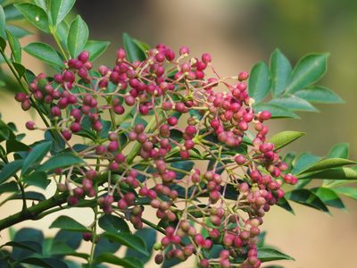 Zanthoxylum avicennae, photographed by 葉子