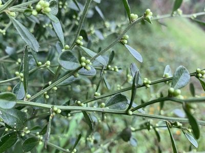 Baccharis glomeruliflora, photographed by mark-groeneveld