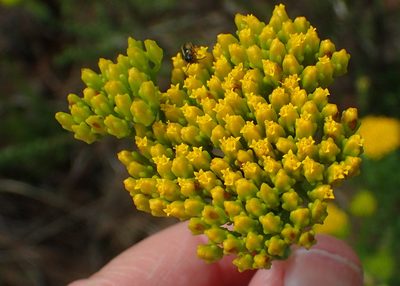 Athanasia dentata, photographed by Nicola van Berkel