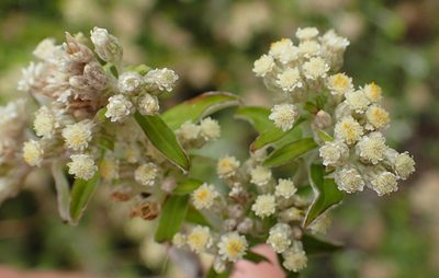 Plecostachys serpyllifolia, photographed by Nicola van Berkel