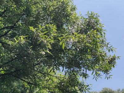 Salix tetrasperma, photographed by T R Shankar Raman