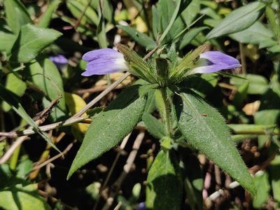 Cynarospermum asperrimum, photographed by T R Shankar Raman