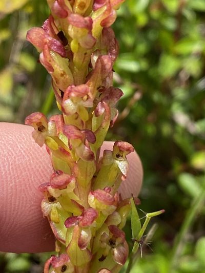 Disa densiflora, photographed by Dave U