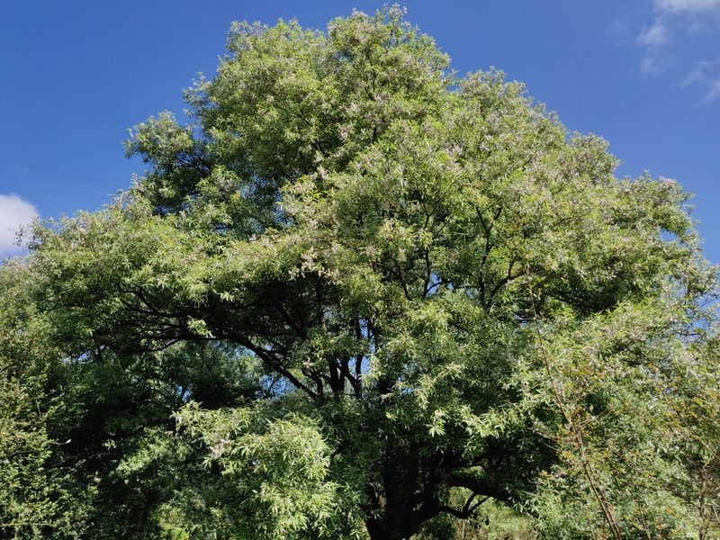 Salix tetrasperma, photographed by T R Shankar Raman