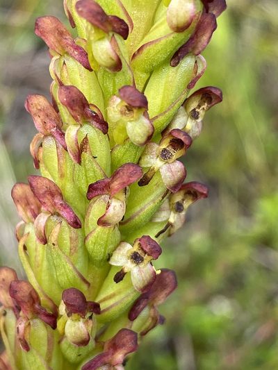 Disa densiflora, photographed by Dave U