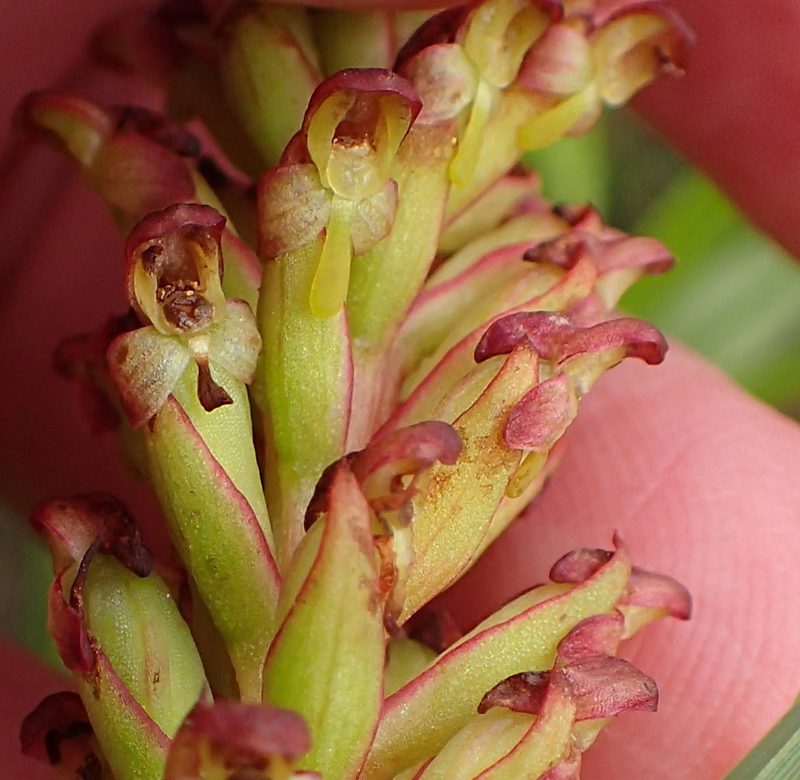 Disa densiflora, photographed by Nicola van Berkel