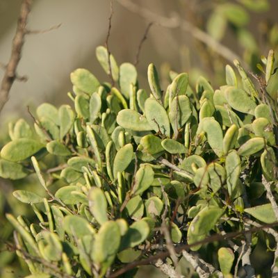 Maytenus phyllanthoides, photographed by Bill Levine