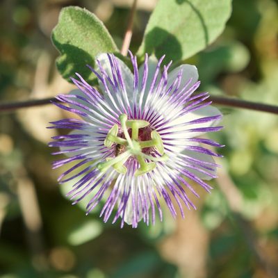 Passiflora pentaschista, photographed by Bill Levine