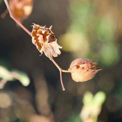 Gossypium klotzschianum, photographed by Bill Levine