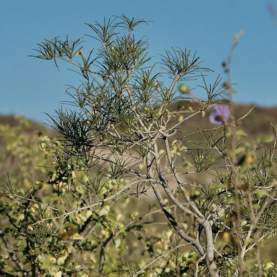 Forchhammeria watsonii, photographed by Bill Levine