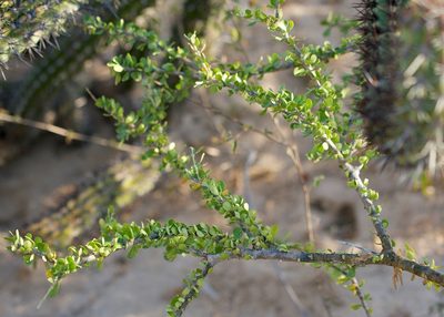 Adelia brandegeei, photographed by Bill Levine