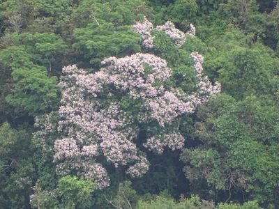 Calodendrum capense, photographed by Shaun Swanepoel
