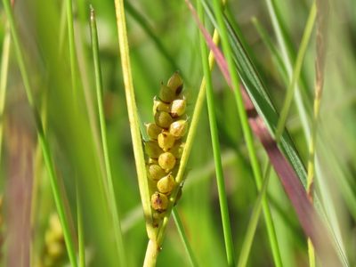 Carex crawei, photographed by Reuven Martin