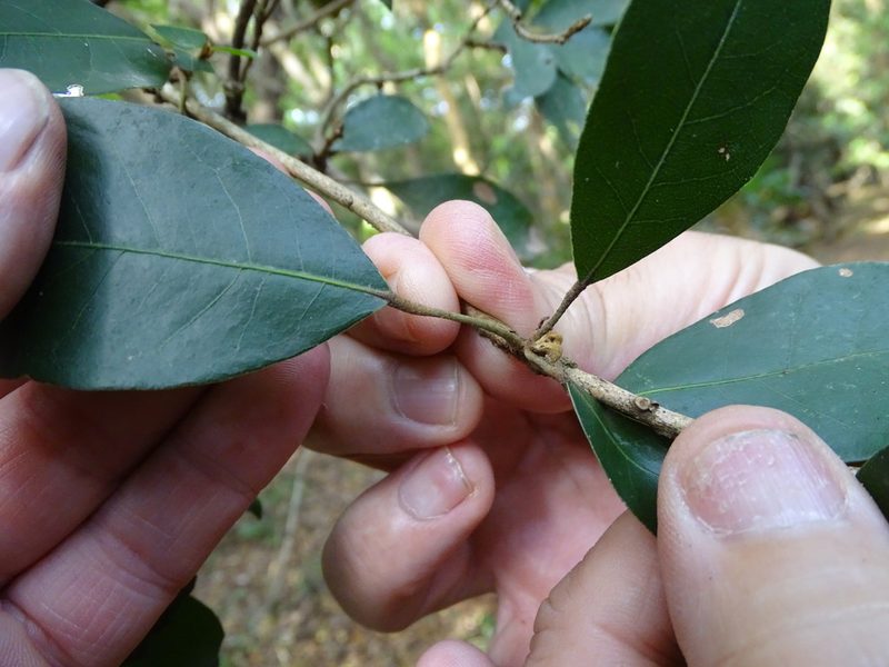 Cola dorrii, photographed by Shaun Swanepoel