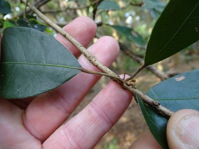 Cola dorrii, photographed by Shaun Swanepoel