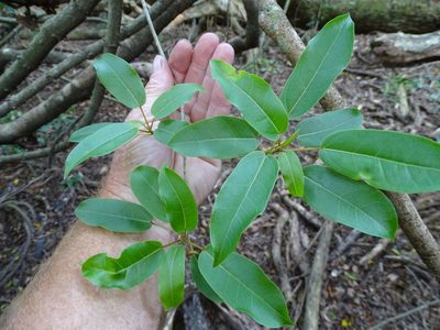 Ficus tremula, photographed by Shaun Swanepoel