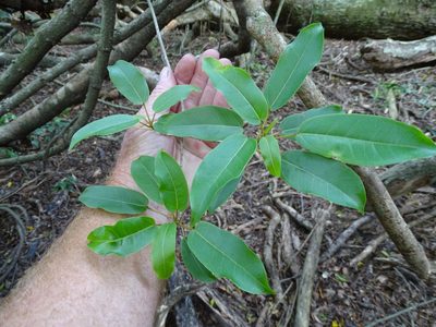 Ficus tremula, photographed by Shaun Swanepoel