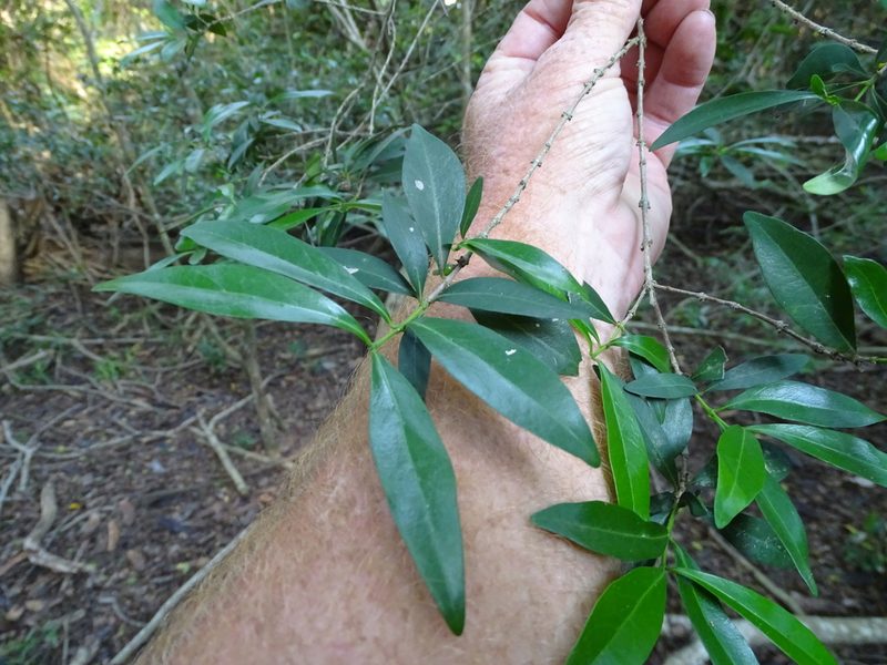 Tricalysia delagoensis, photographed by Shaun Swanepoel