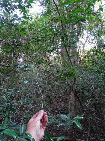 Tricalysia delagoensis, photographed by Shaun Swanepoel
