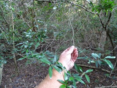 Tricalysia delagoensis, photographed by Shaun Swanepoel