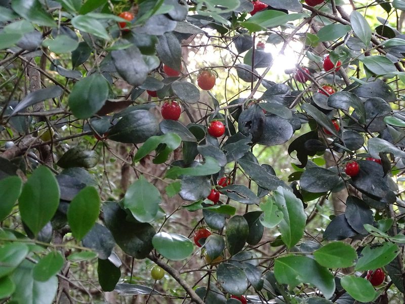 Dovyalis longispina, photographed by Shaun Swanepoel