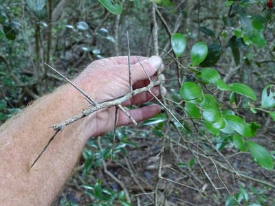 Dovyalis longispina, photographed by Shaun Swanepoel