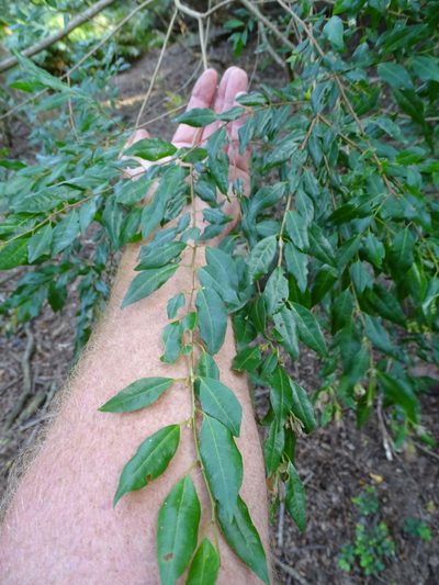 Terminalia myrtifolia, photographed by Shaun Swanepoel