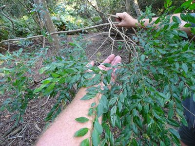 Terminalia myrtifolia, photographed by Shaun Swanepoel