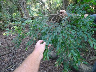 Terminalia myrtifolia, photographed by Shaun Swanepoel