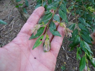 Terminalia myrtifolia, photographed by Shaun Swanepoel