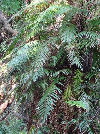 Stenochlaena tenuifolia, photographed by Shaun Swanepoel