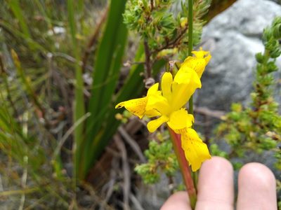 Moraea neglecta, photographed by De Waal Hugo