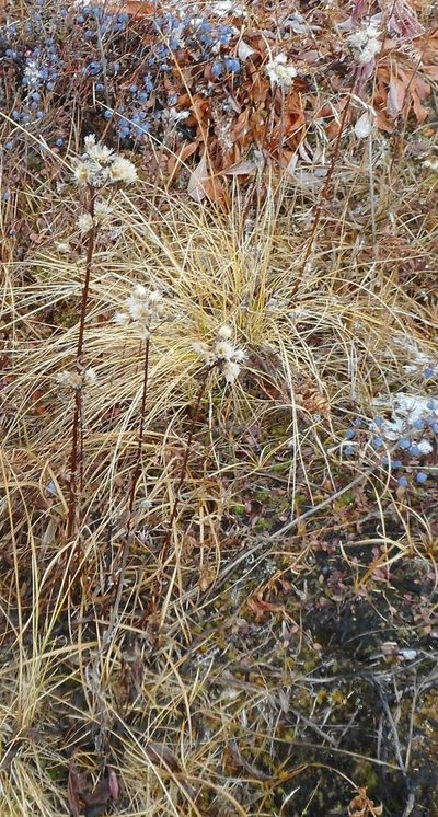 Saussurea pseudotilesii, photographed by Николай Соболев
