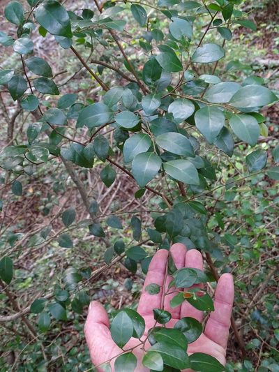 Hymenocardia ulmoides, photographed by Shaun Swanepoel