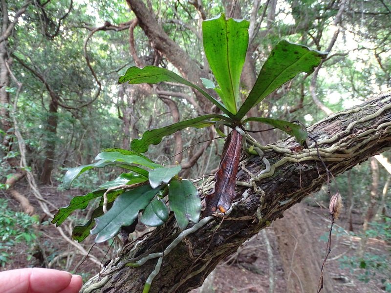 Aerangis mystacidii, photographed by Shaun Swanepoel